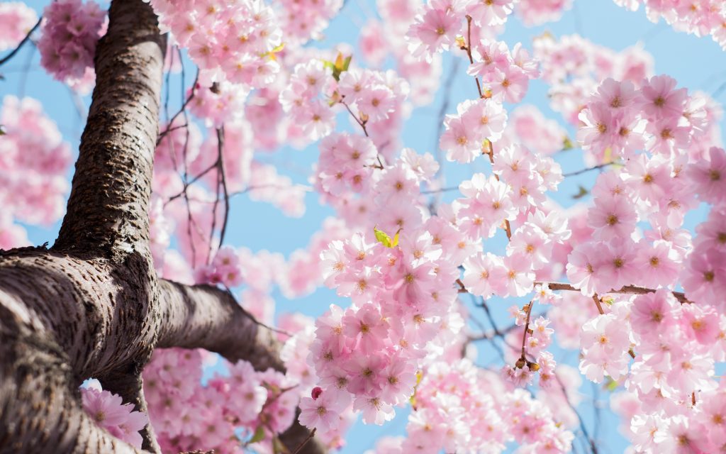 Are You Making Cherry Blossom Viewing Plans? Here’s 5 Places To Check Them Out On The North Shore.