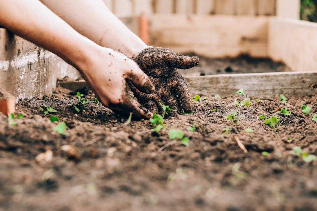 Useful Tips On Growing Your Own Vegetables – Part 1